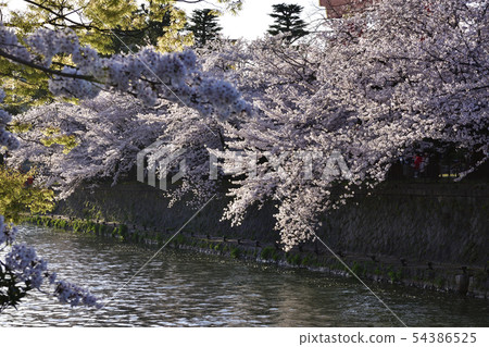 琵琶湖疏水（岡崎疏水）旅遊十I石 54386525