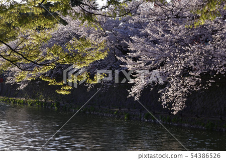 琵琶湖疏水（岡崎疏水）旅遊十I石 54386526