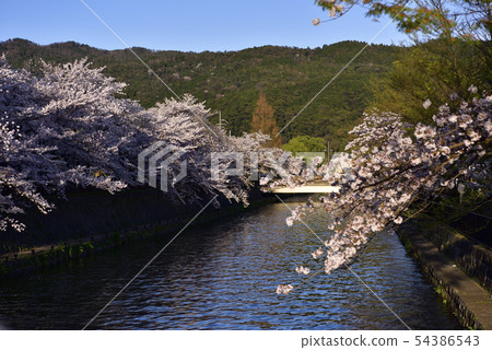 琵琶湖疏水（岡崎疏水）旅遊十I石 54386543