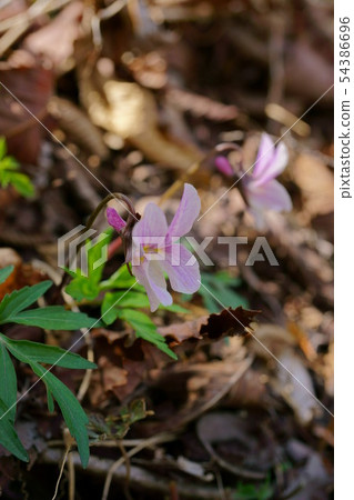 745 Azans Millet 54386696