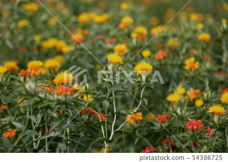 Around Yoshinoga Historical Park safflower 54386725