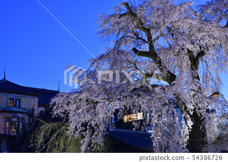 Higashiyama Flower Light Road Maruyama Park Gion Branded Sakura 54386726