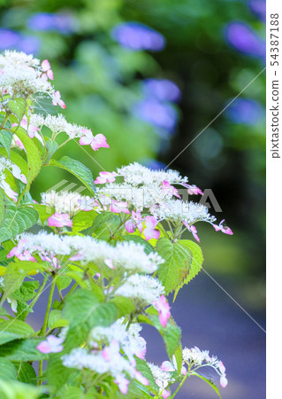 漂亮的山繡球花（垂直） 54387188