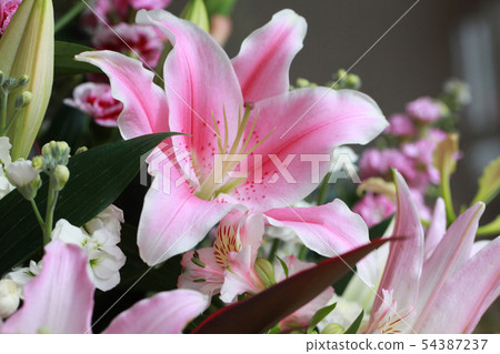 百合的粉紅色 54387237