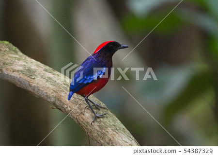 Adult Garnet pitta (Erythropitta granatina) 54387329