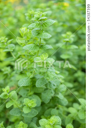 蘋果薄荷 54387399