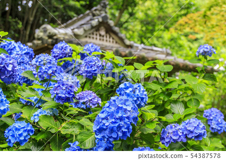 Iwane Temple hydrangea 54387578