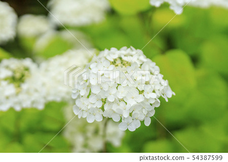 Iwane Temple hydrangea 54387599