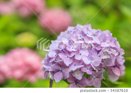 Iwane Temple hydrangea 54387610