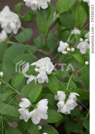 雙花 54388161