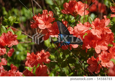 Azalea and Miyamakaras Swallowtail 54388783