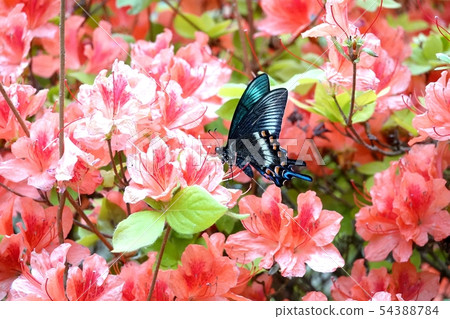 Azalea and Miyamakaras Swallowtail Azalea and Miyamakaras Swallowtail 54388784