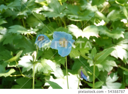 綠絨蒿（Meconopsis grandis） 54388787