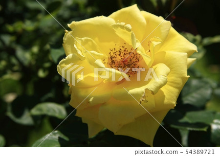Rose of big wheels 54389721