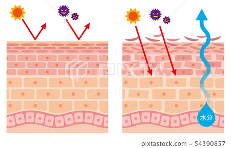 Skin barrier function Skin structure - Stock Illustration [54390857 ...