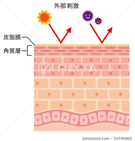 Skin barrier function Skin structure - Stock Illustration [54390868 ...