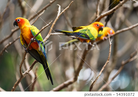 Beautiful colorful sun conure parrot birds Beautiful colorful sun conure parrot birds 54391072