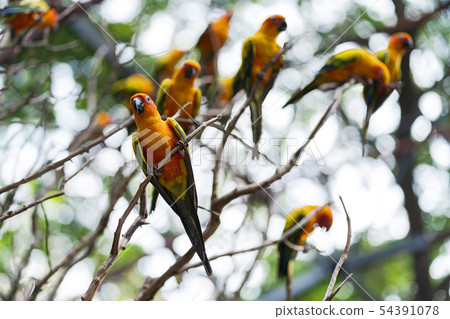Beautiful colorful sun conure parrot birds Beautiful colorful sun conure parrot birds 54391078
