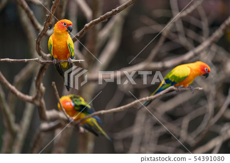 Beautiful colorful sun conure parrot birds Beautiful colorful sun conure parrot birds 54391080