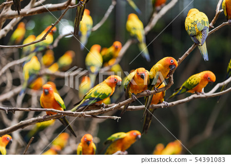 Beautiful colorful sun conure parrot birds Beautiful colorful sun conure parrot birds 54391083