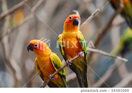 Beautiful colorful sun conure parrot birds 54391089