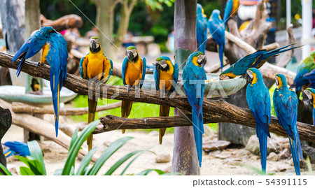 Group of colorful macaw on tree branches Group of colorful macaw on tree branches 54391115