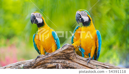 Group of colorful macaw on tree branches 54391118