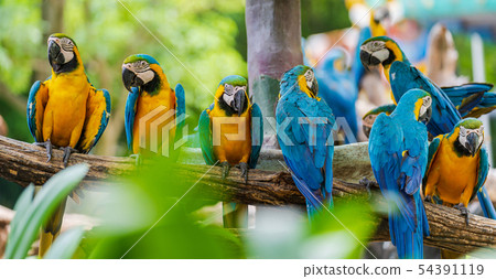 Group of colorful macaw on tree branches 54391119