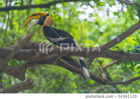 Hornbills, bird on the tree 54391120