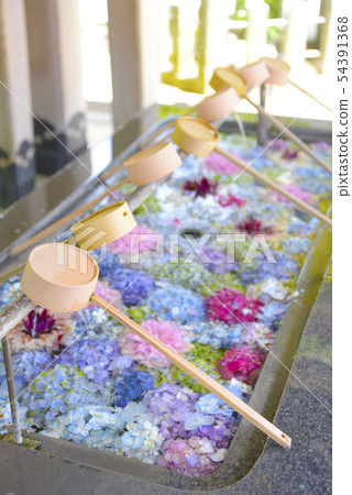 Hydrangea hand water store at Kasuga Shrine, Fukuoka Prefecture 54391368