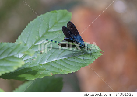 琉球Hagorotombo 54391523