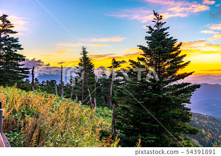 秋季澀谷晨曦[群馬縣] 54391891