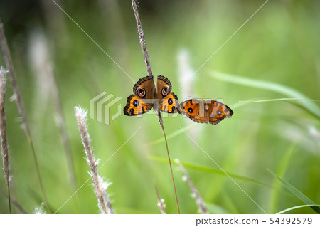 Tatehamodoki 54392579