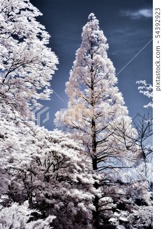 Koishikawa Botanic Garden 54392923