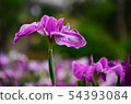 花蕾花植物 54393084
