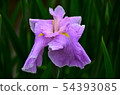 花蕾花植物 54393085
