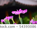 花蕾花植物 54393086