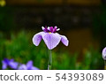 花蕾花植物 54393089