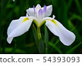 花蕾花植物 54393093