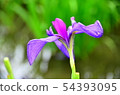 花蕾花植物 54393095