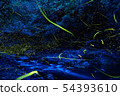 Genji firefly dancing in a mountain stream 54393610