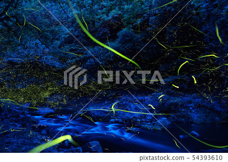 Genji firefly dancing in a mountain stream 54393610