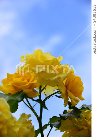 Plant flower rose Plant flower rose 54393615