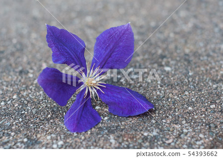closeup of blue flower of ampelopsis  54393662