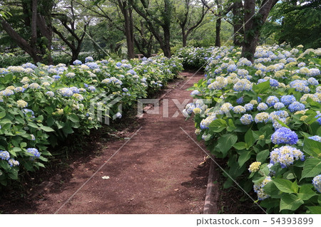 Hydrangea road in the forest 54393899
