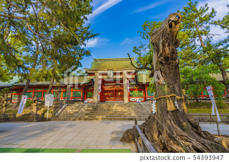 大阪住吉大社廣場鳥居和小桐 大阪住吉大社廣場鳥居和小桐 54393947