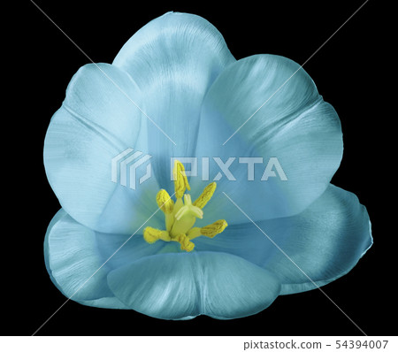 Turquoise-blue tulip flower on isolated black Turquoise-blue tulip flower on isolated black 54394007