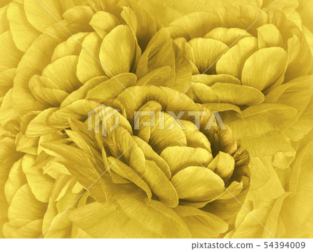 Floral lyellow background. A bouquet of yellow Floral lyellow background. A bouquet of yellow 54394009