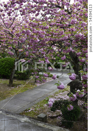 Honmonji Eiji櫻花 Honmonji Eiji櫻花 54394313