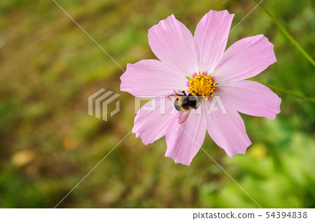 bumblebee sitting on a daisy bumblebee sitting on a daisy 54394838